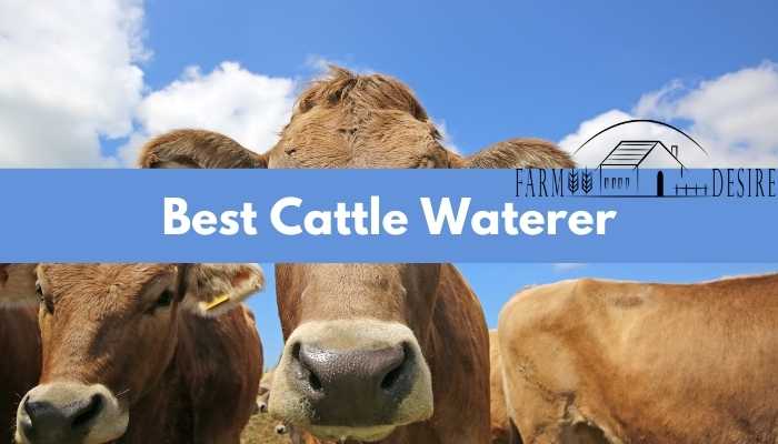 Best Cattle Waterer