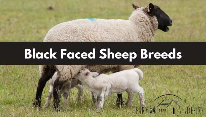 10 Black Faced Sheep Breeds with Pictures