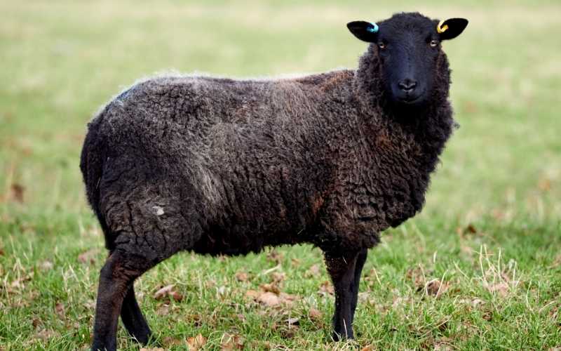 Black Welsh Mountain