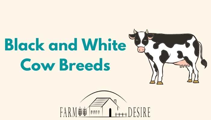 Black and White Cow Breeds