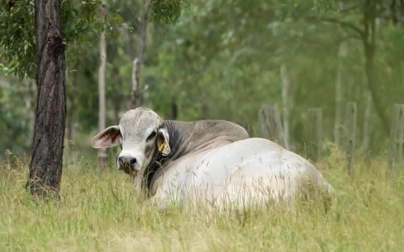 Brahman cow