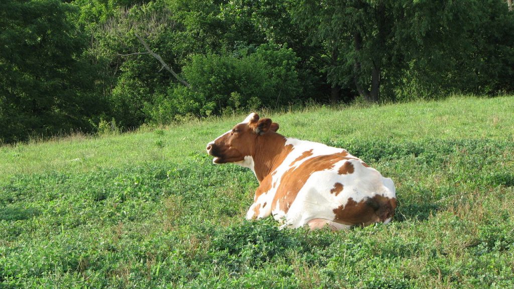 Can Female Cows Have Horns?