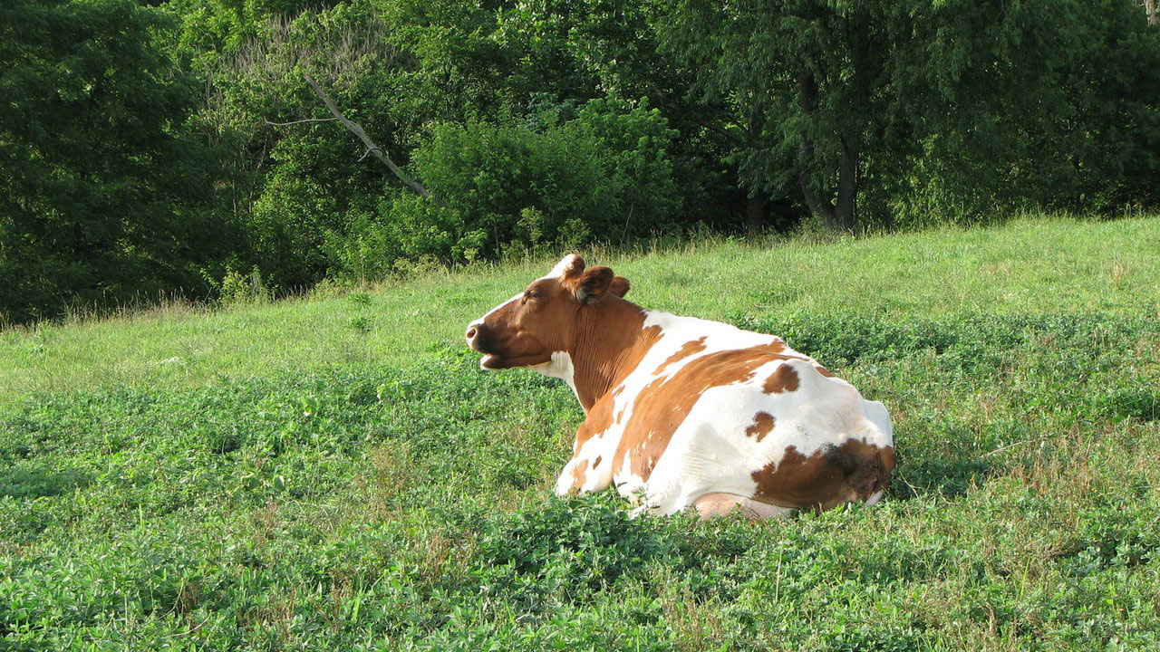 Do Female Cows Have Horns? Find Your Answer Here