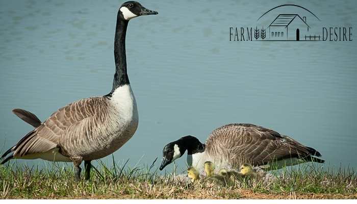 Can Geese Eat Bread