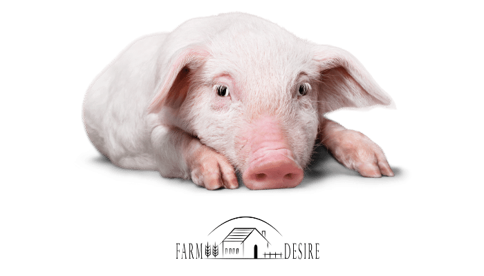 Can Pigs Eat Apples