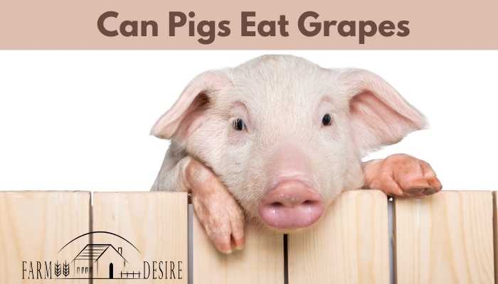 Can Pigs Eat Grapes