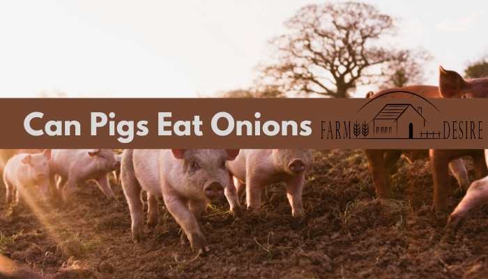 Can Pigs Eat Onions