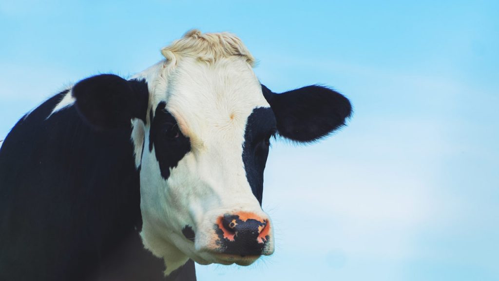 Cow Digestive System?