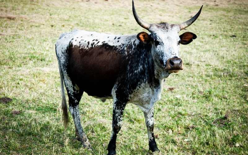 Dhanni