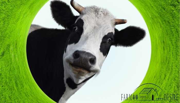 Do Cows Like Music