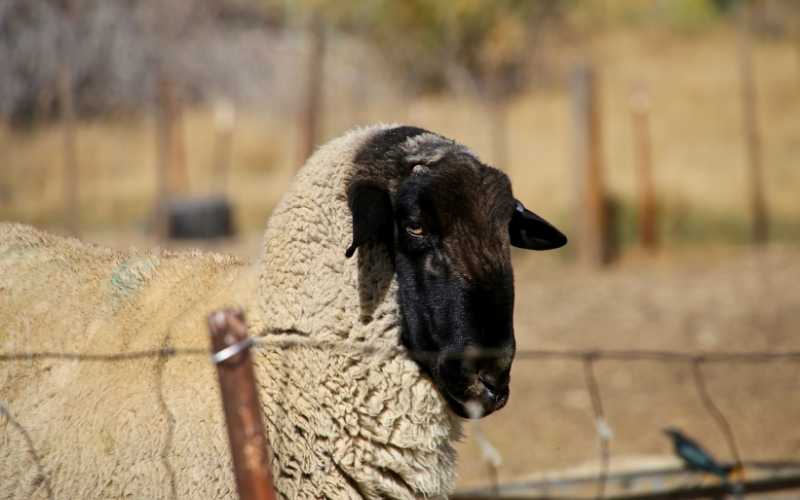 Dorper-sheep