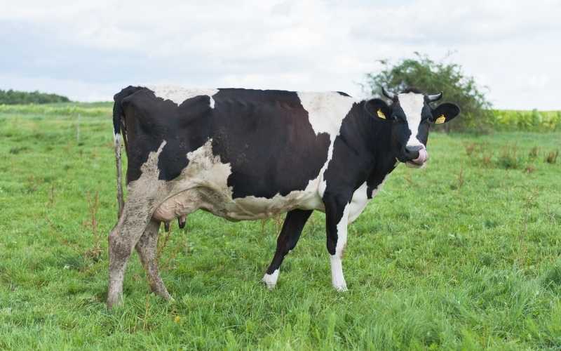 German Black Pied