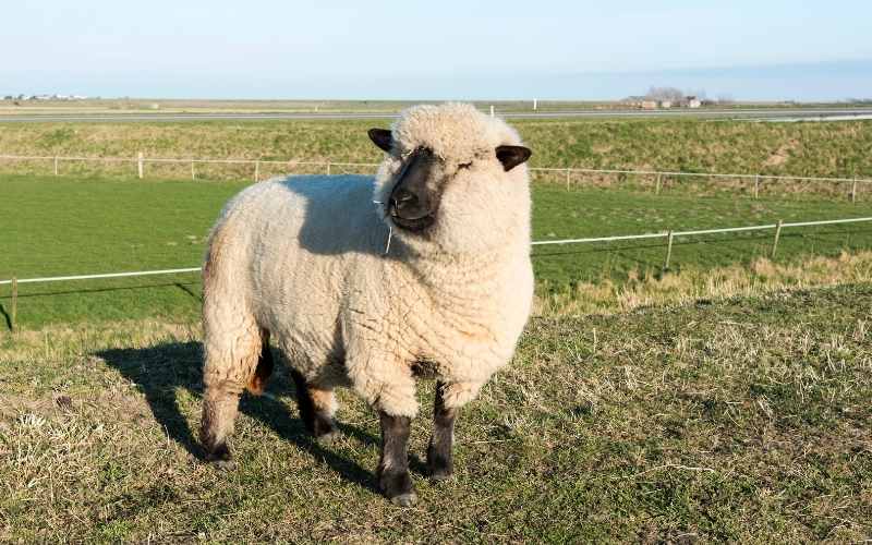 Hampshire sheep