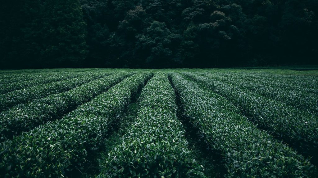 How Do Farmers Grow Crops Step by Step