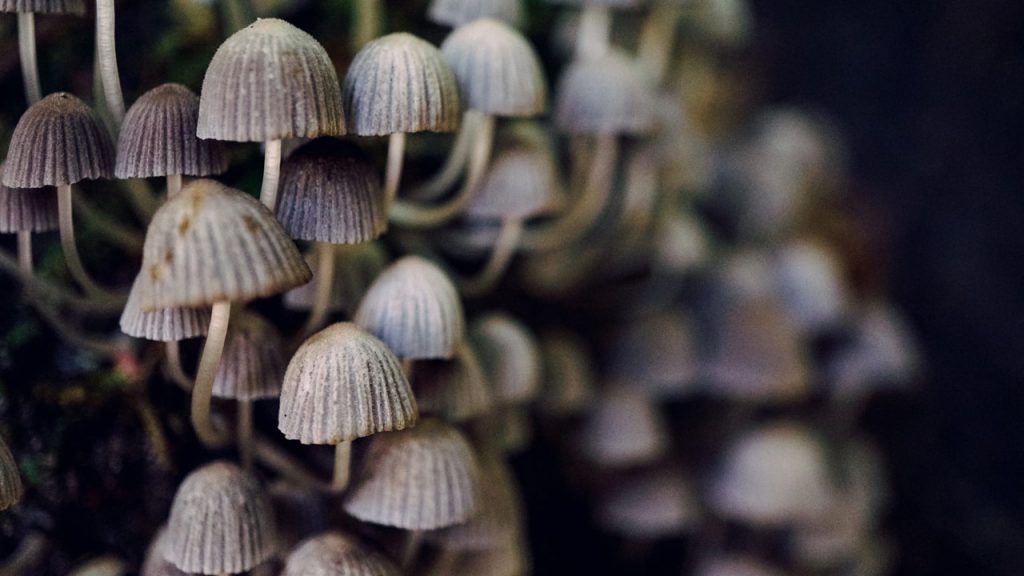 How are mushrooms grown commercially?