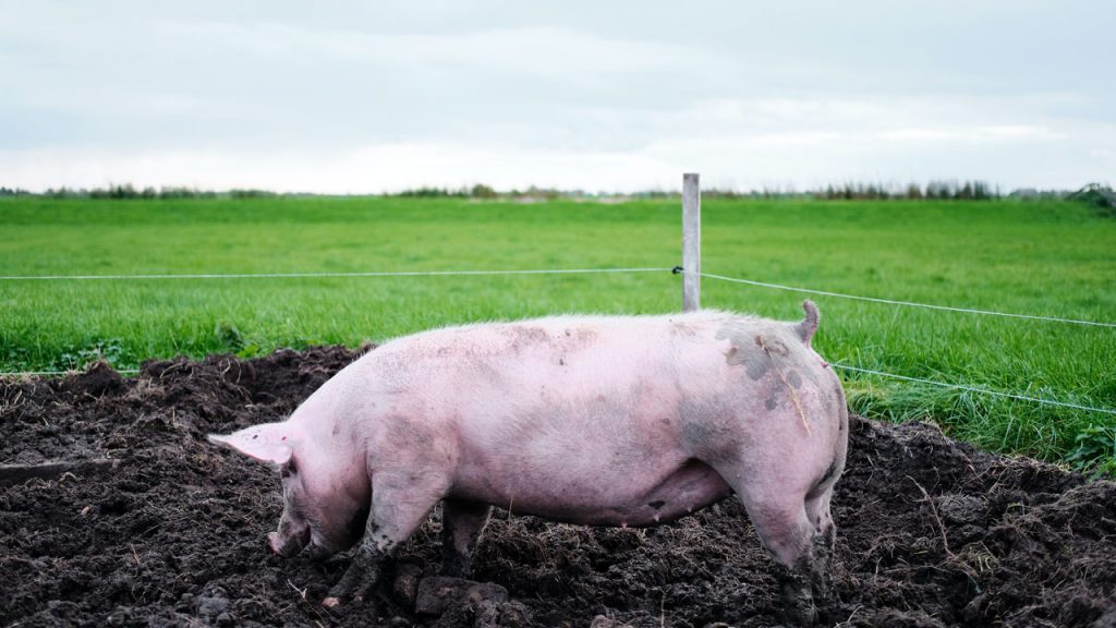 How to Raise Feeder Pigs?