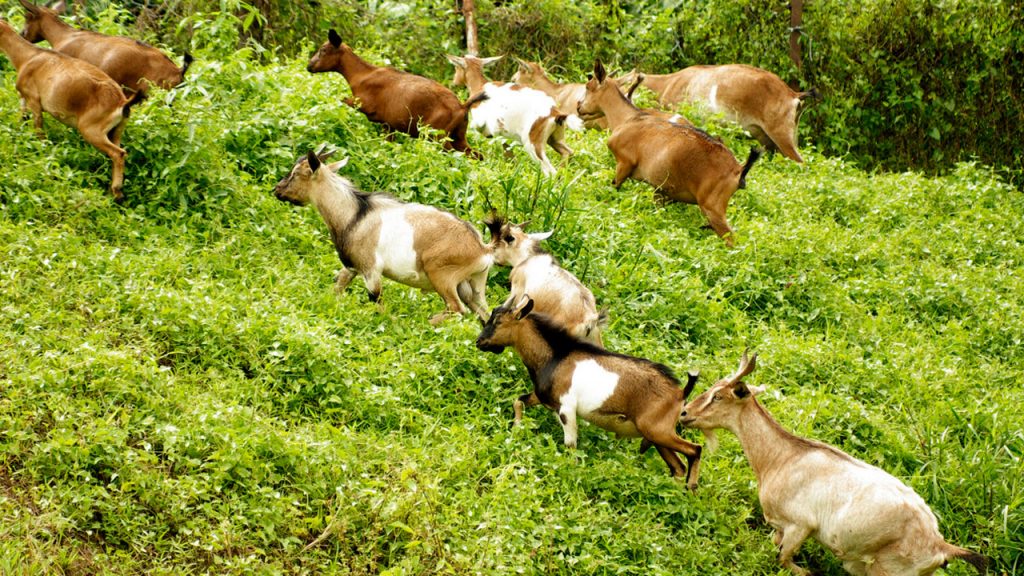 Is Corn Good for Goats?