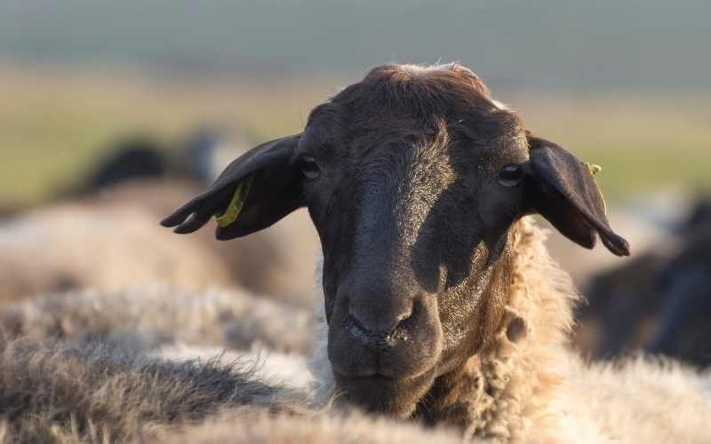 Karakul sheep