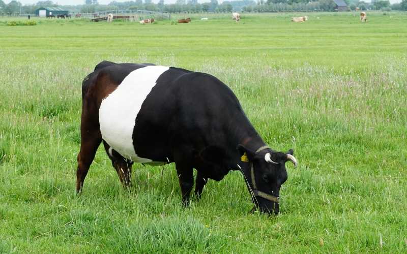 Lakenvelder-cow
