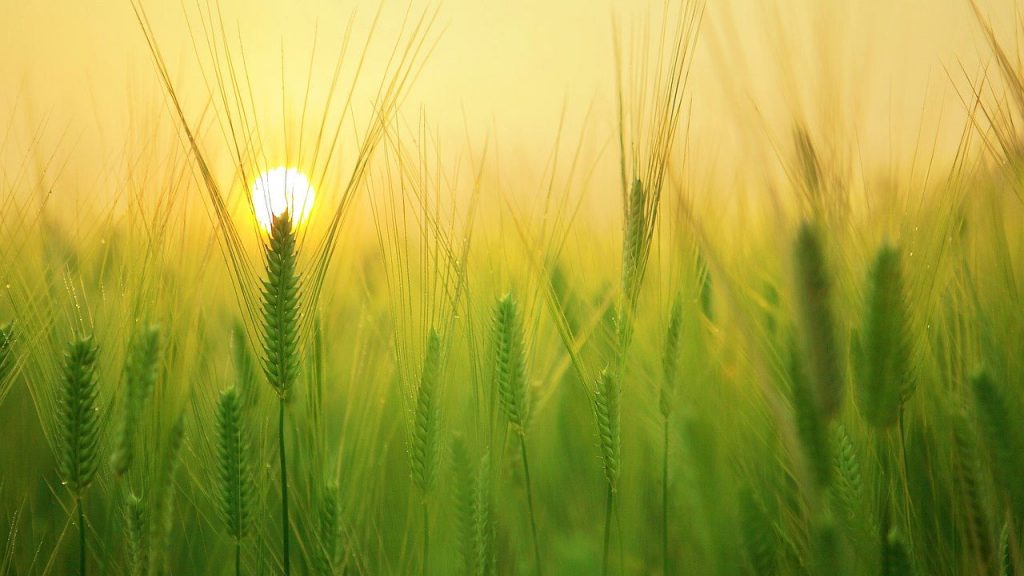 10 Most Grown Crops in the United States