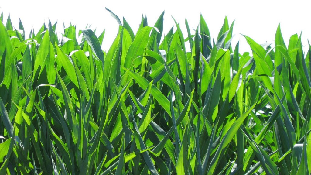 10 Most Grown Crops in the United States 10 Most Grown Crops in the United States