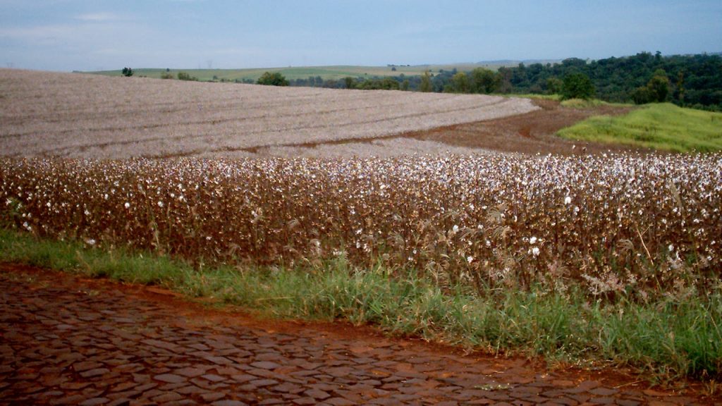 10 Most Grown Crops in the United States 10 Most Grown Crops in the United States