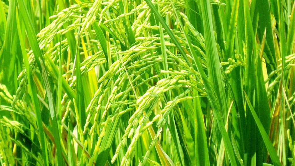 10 Most Grown Crops in the United States 10 Most Grown Crops in the United States