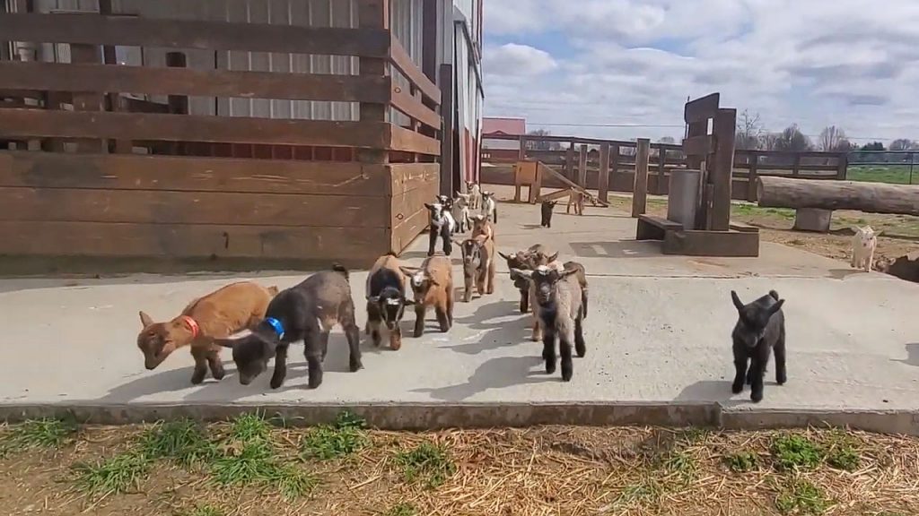 Nigerian Dwarf Goat Everything You Need to Know About Them