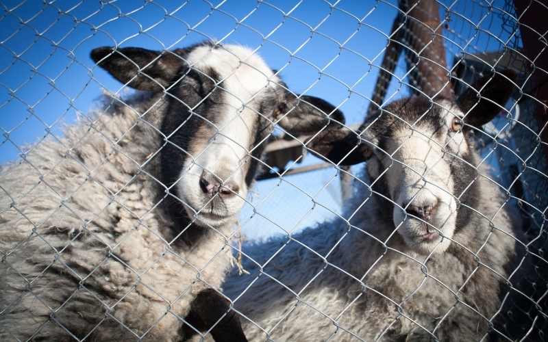 Romanov sheep