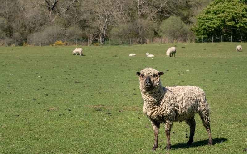 Shropshire sheep