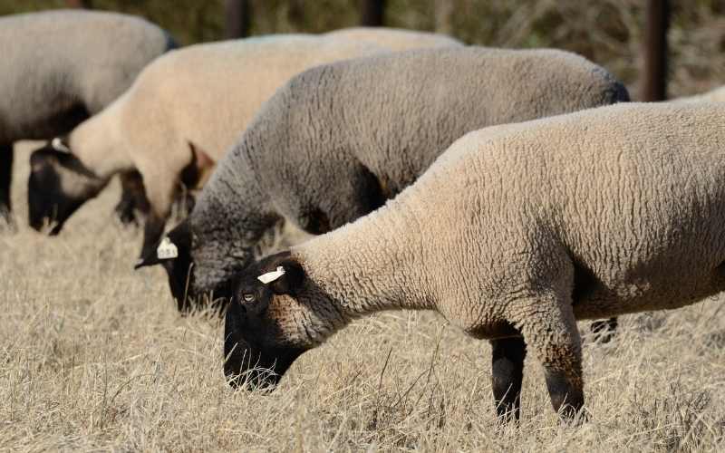 Suffolk-sheep