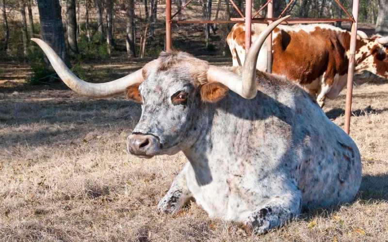 Texas Longhorn
