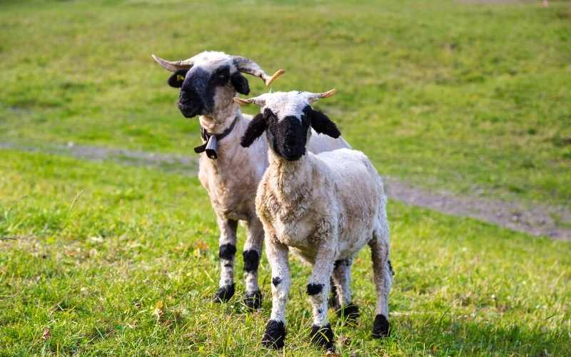 valais blacknose