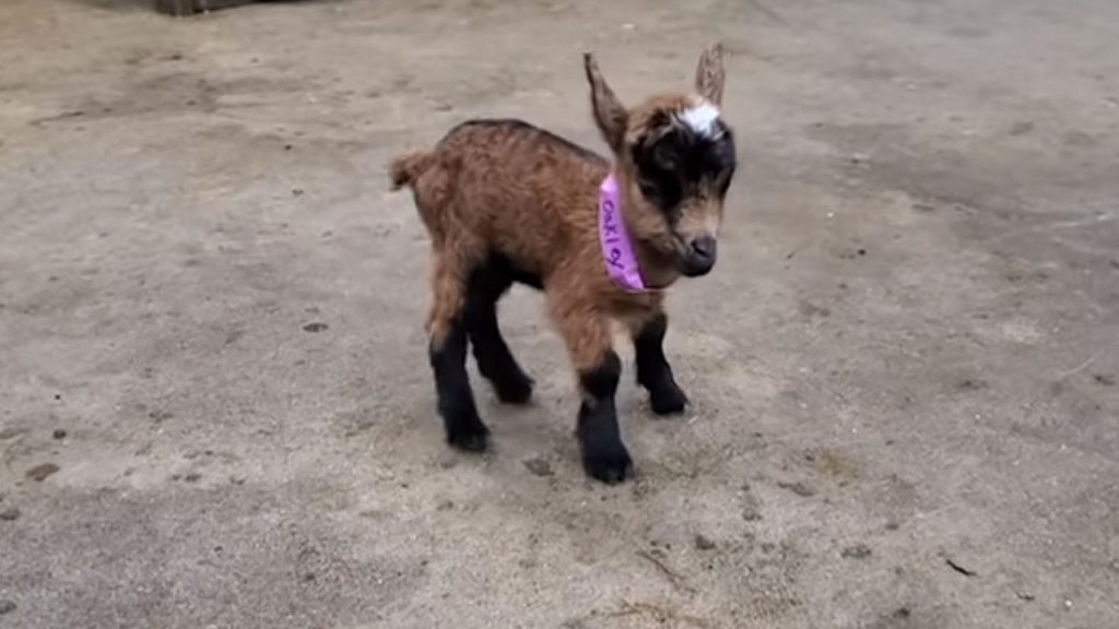 What Do Nigerian Dwarf Goats Eat?