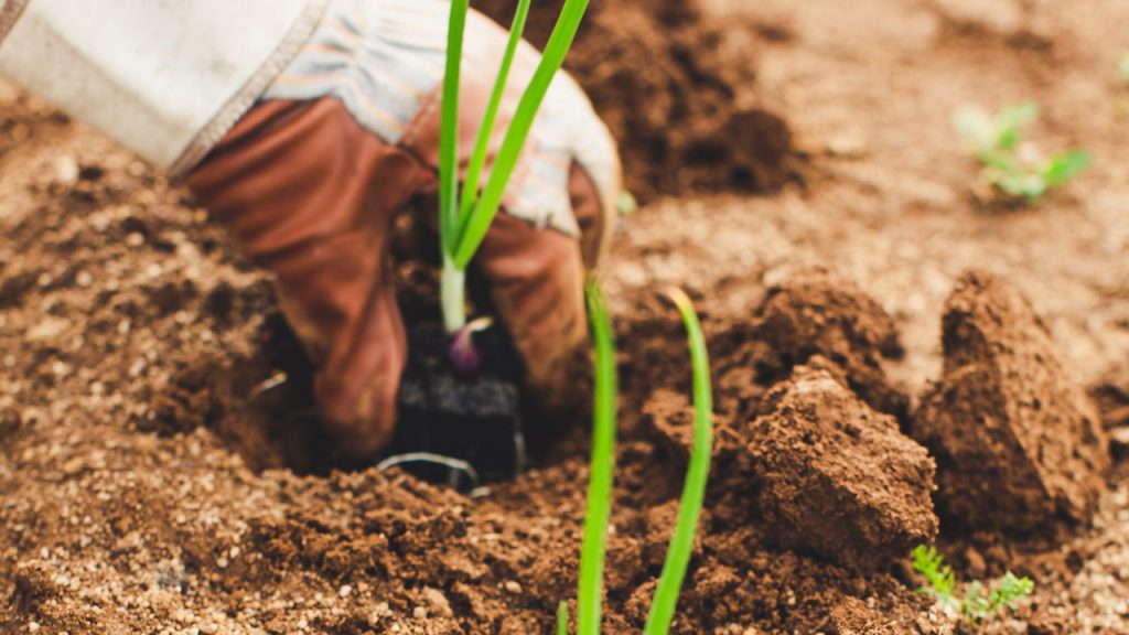 What Does Agriculture Consist of?