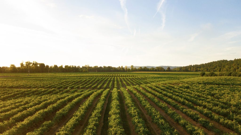 What Does Agriculture Consist of?