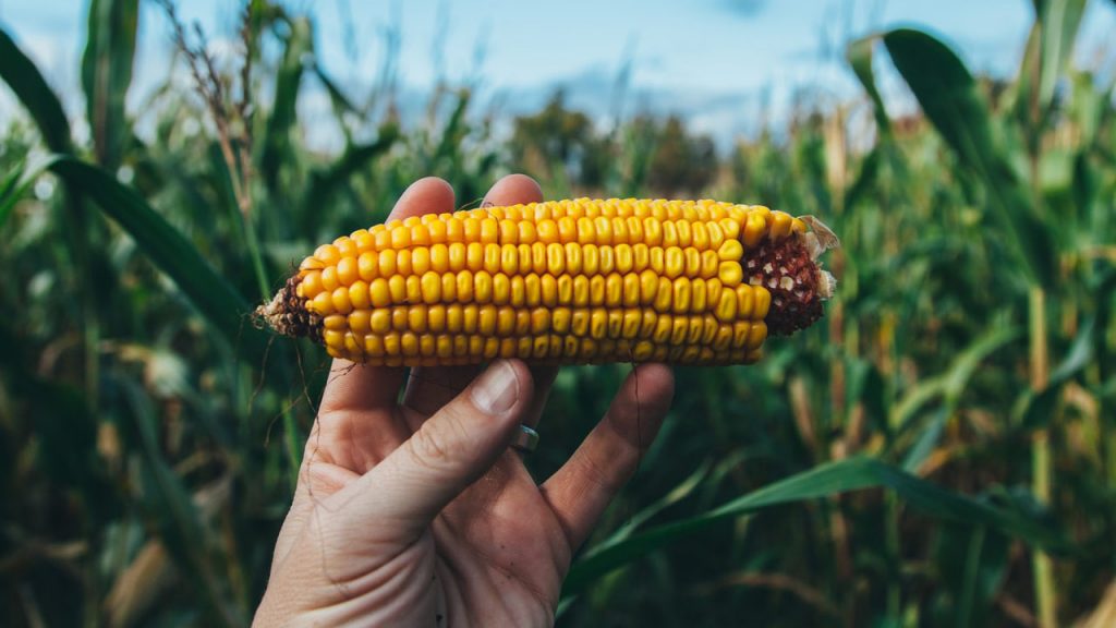 What Farm Animals Eat Corn?
