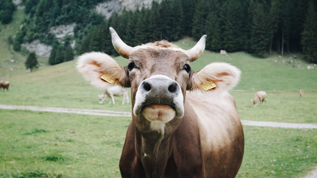 What Happens if a Cow Eats Meat?