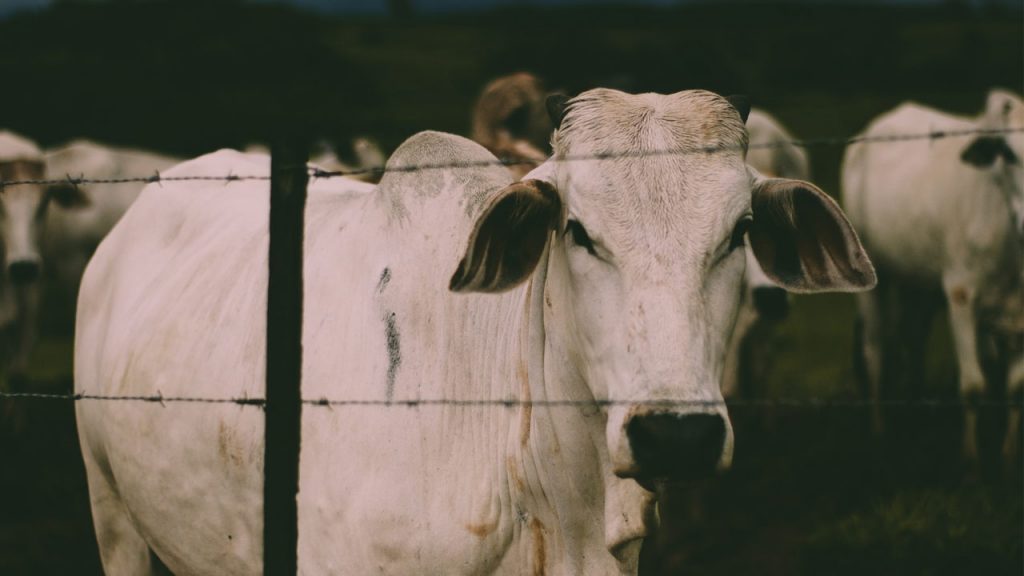 What Is a Cattle Panel Fence?