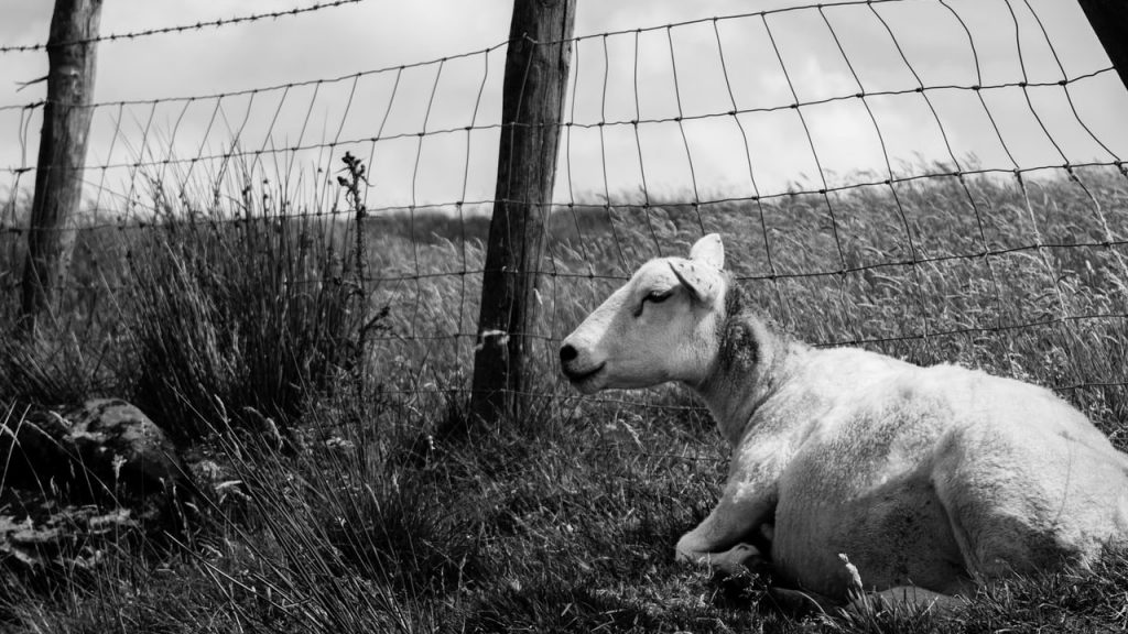 What Is a Cattle Panel Fence?