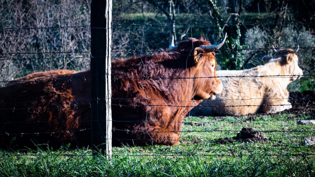 What Is a Cattle Panel Fence?