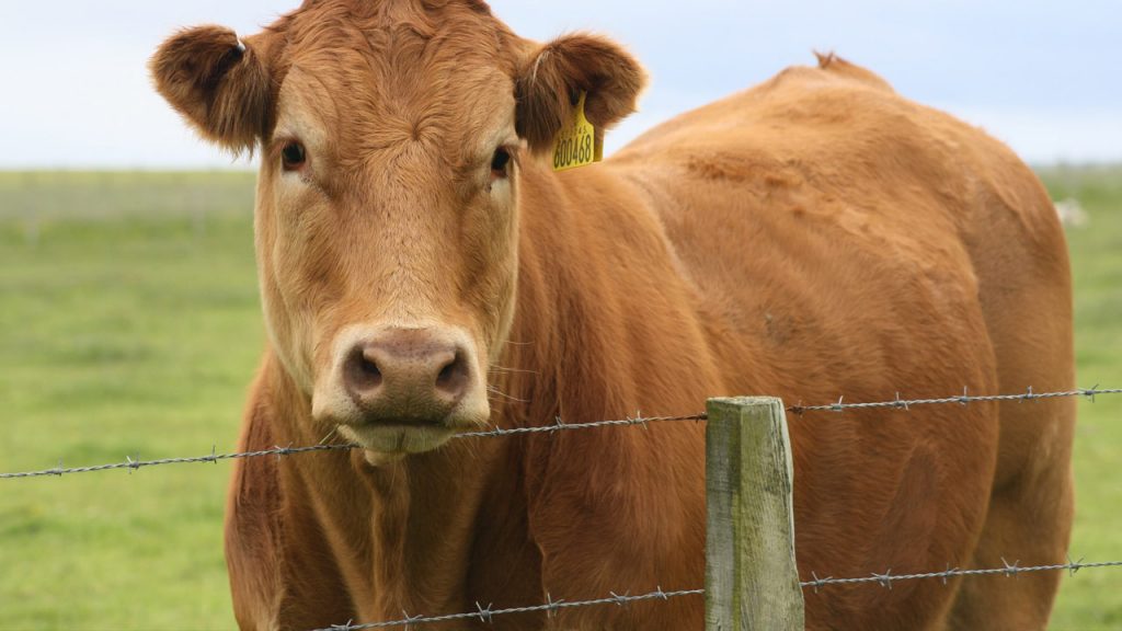 What Is a Cattle Panel Fence?