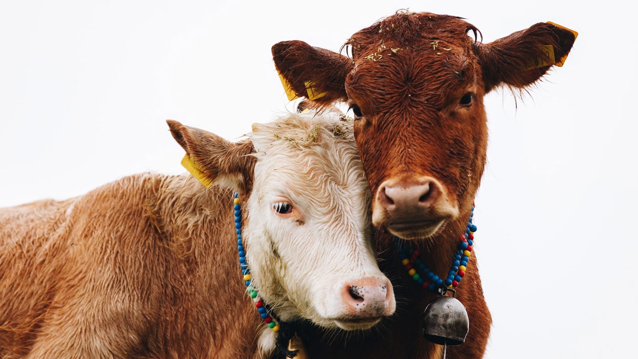What Is the Difference Between Cow and Cattle?