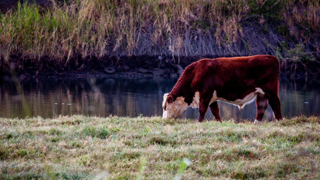 What Is the Difference Between Cow and Heifer?