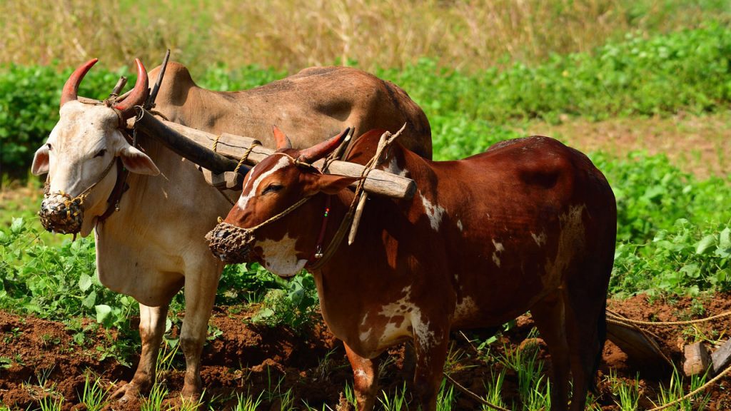 What Is the Difference Between Ox and Cow?