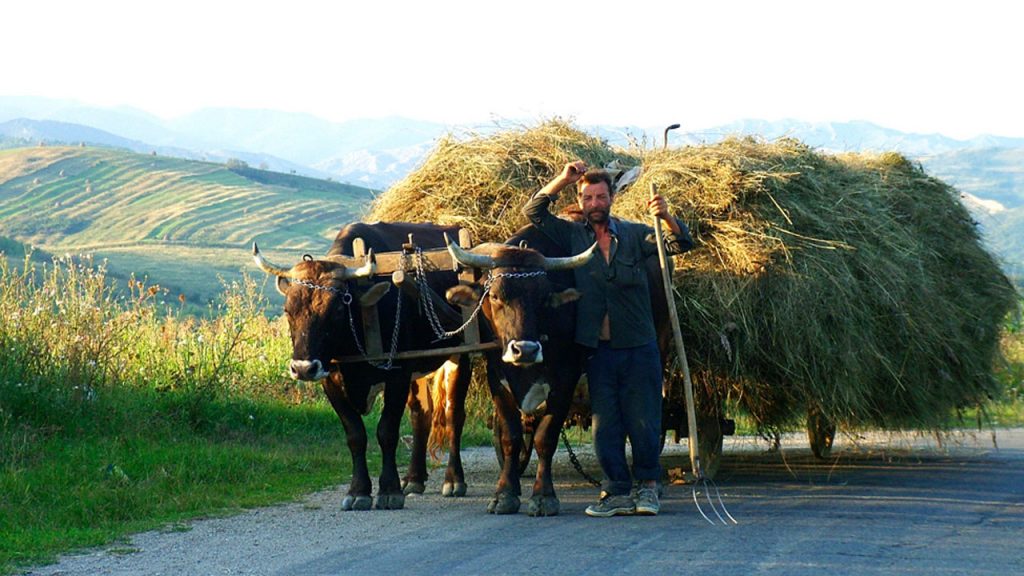 What Is the Difference Between Ox and Cow?
