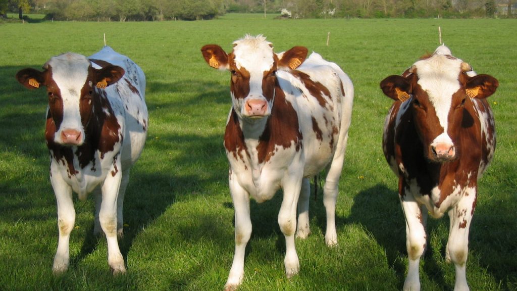 What Is the Difference Between Ox and Cow?