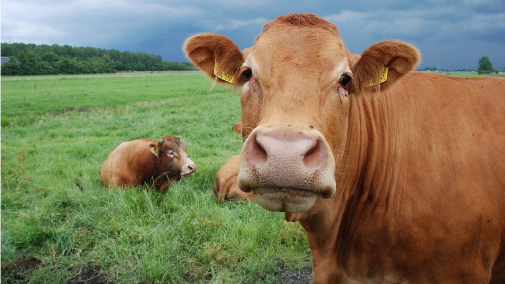 What Is the Difference Between Ox and Cow?