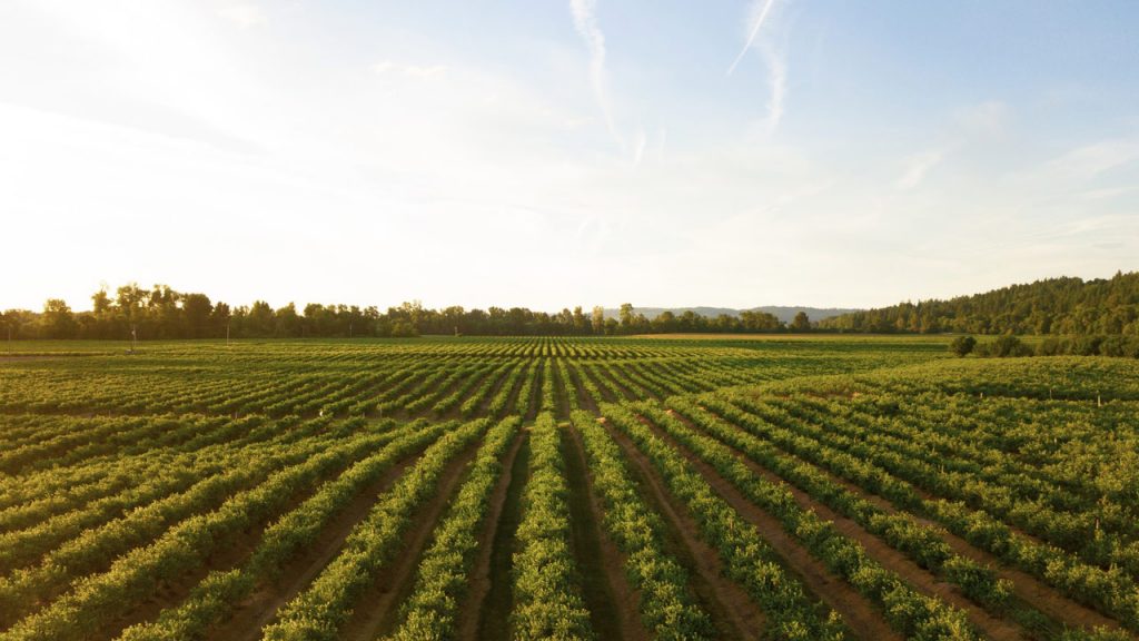 Why Were Industrial and Agricultural Surpluses a Problem for the U.S. Economy?