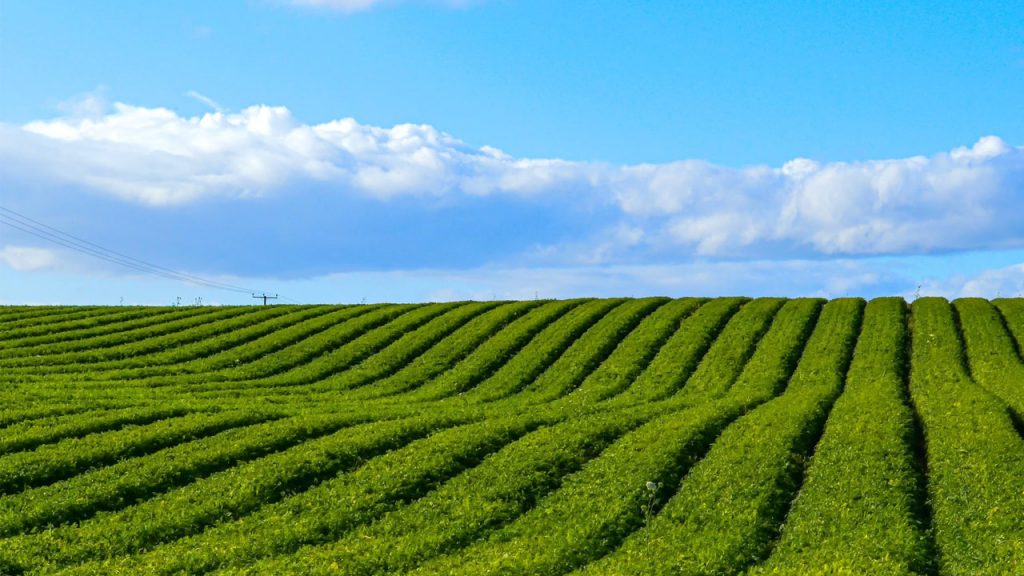 Why Were Industrial and Agricultural Surpluses a Problem for the U.S. Economy?